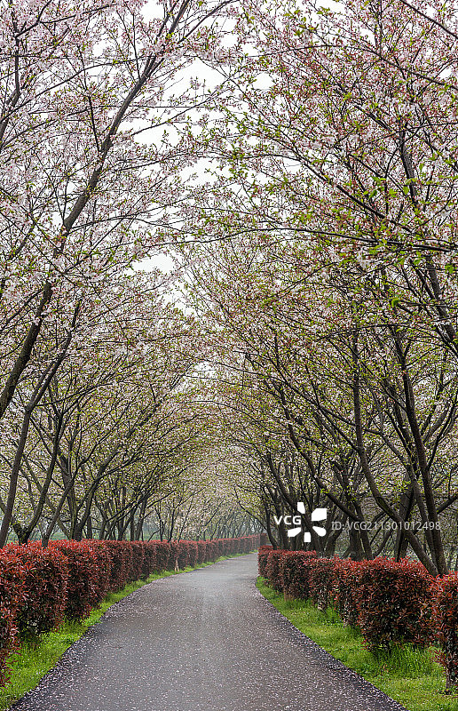 江西凤凰沟鲜花小道图片素材