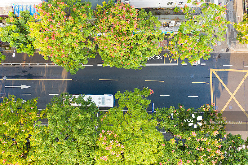 宁波镇明路黄山栾树大道图片素材