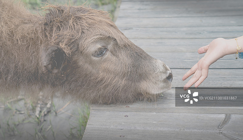 牛与手的互动，牛的眼睛安静看着纤细的手，希望有食物递上来吧？图片素材