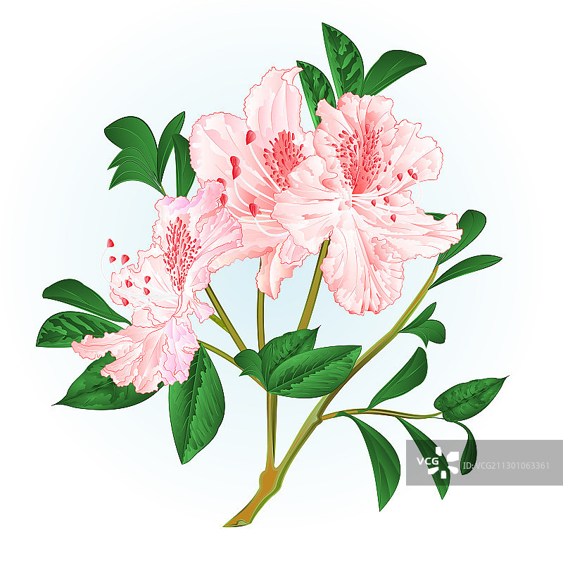 淡粉色杜鹃花枝图片素材