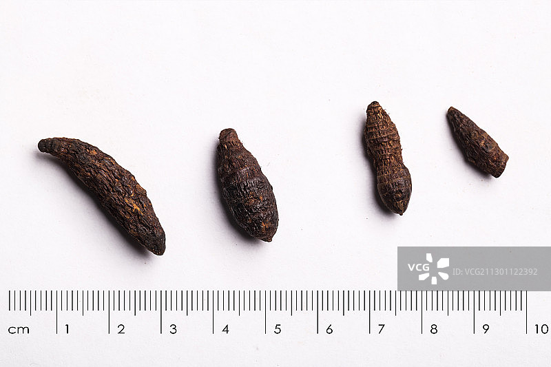 香附中药药材带标尺棚拍文献科普资料图片素材