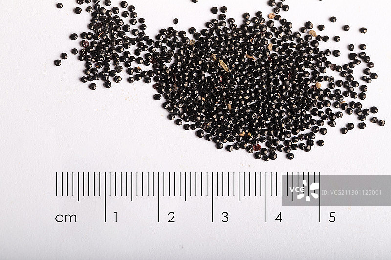 青葙子中药药材带标尺棚拍文献科普资料图片素材