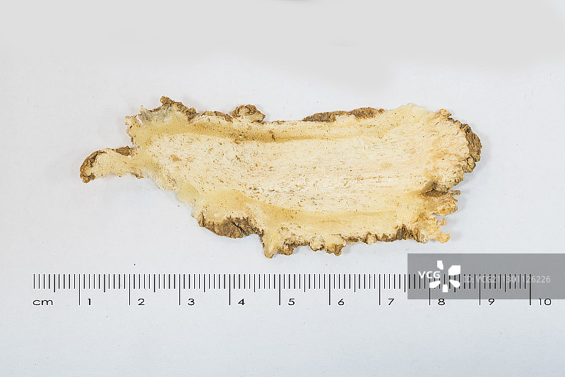 当归中药药材带标尺棚拍文献科普资料图片素材