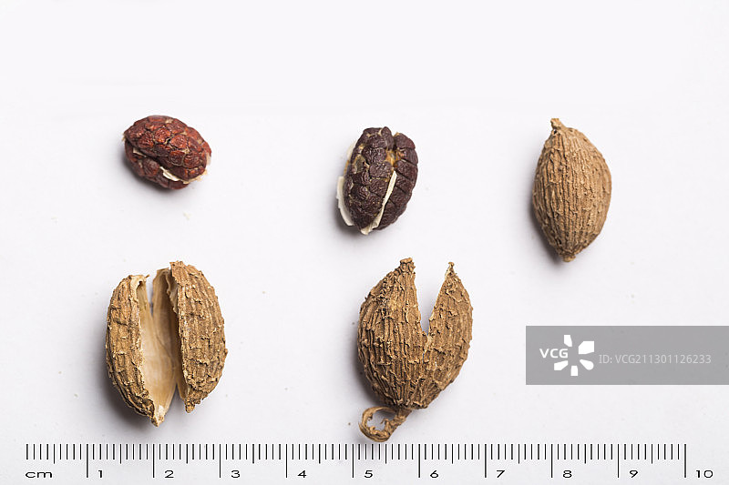 砂仁中药药材带标尺棚拍文献科普资料图片素材