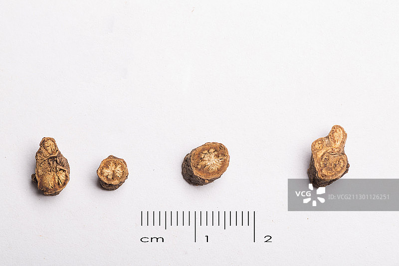 醋柴胡中药药材带标尺棚拍文献科普资料图片素材