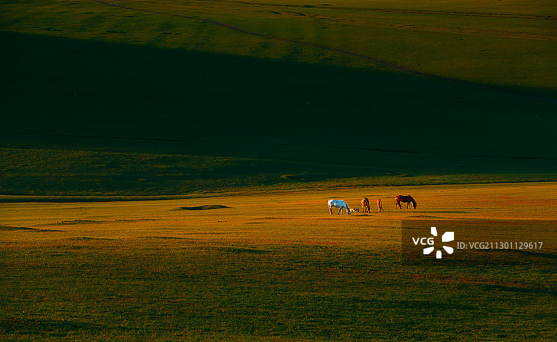 晨光中的呼伦贝尔草原马群图片素材