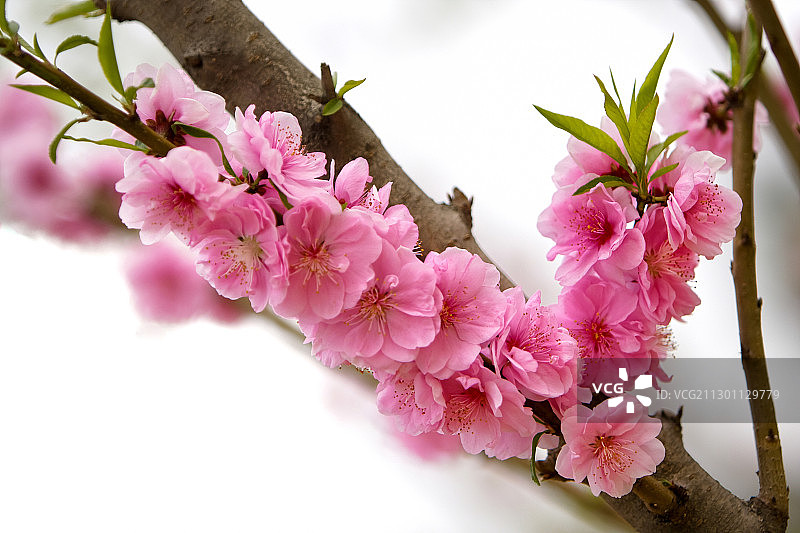 春天里的桃花图片素材