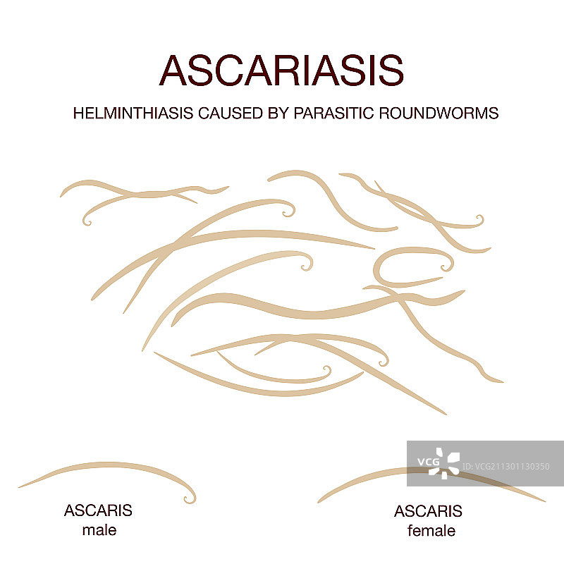 蛔虫雄性和雌性图片素材
