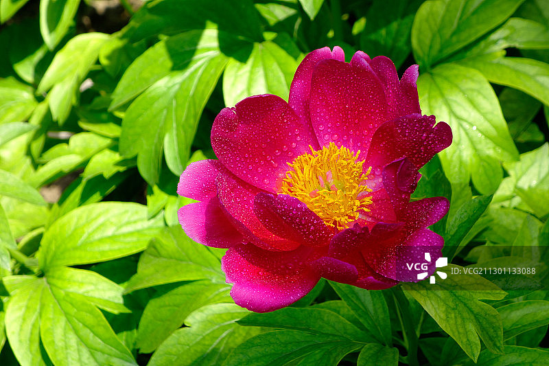 春天里盛开着的牡丹花图片素材