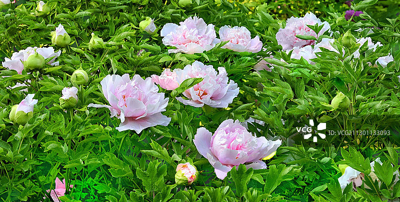 春天里盛开着的牡丹花图片素材