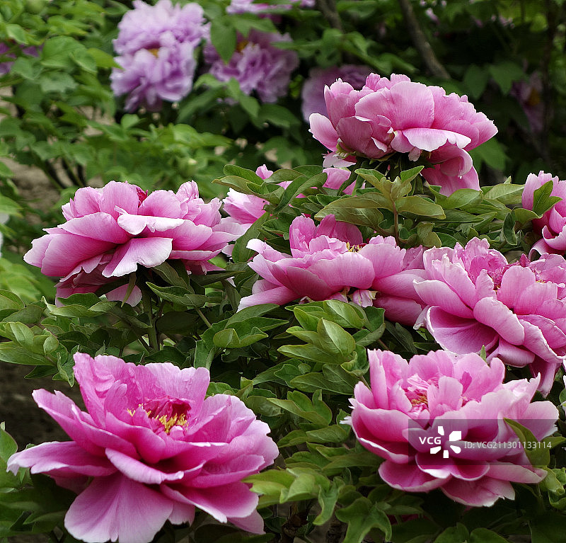 春天里盛开着的牡丹花图片素材