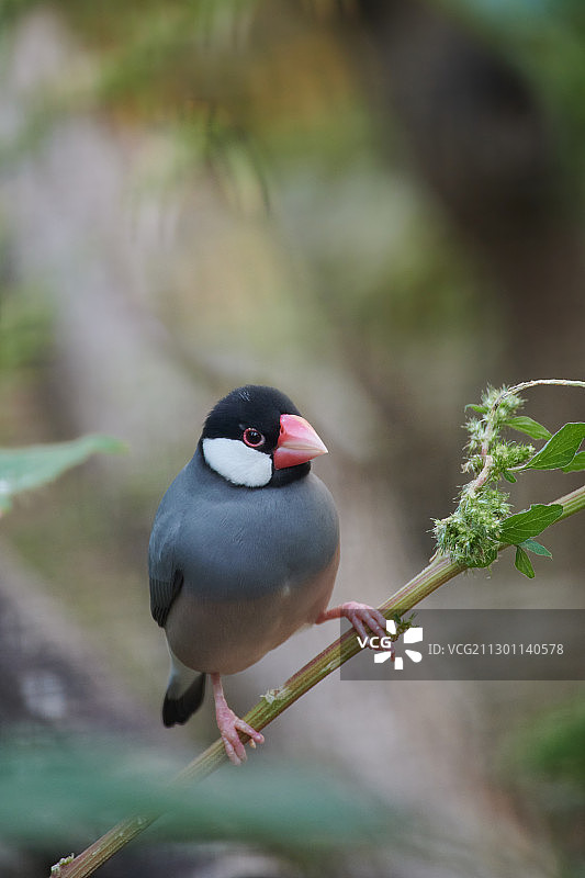 站在枝头的爪哇禾雀图片素材
