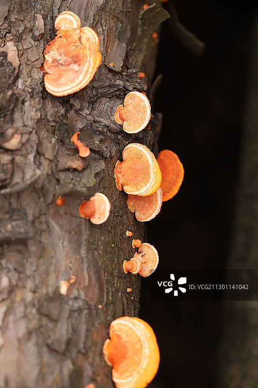 枯树上长出的菌子图片素材