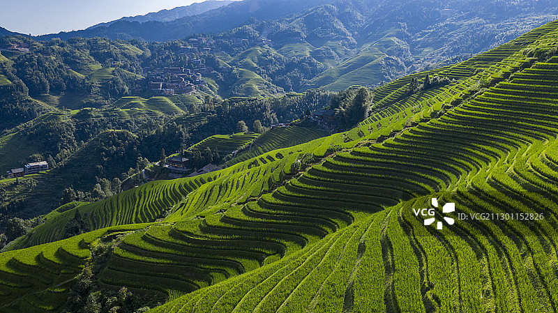 龙脊金坑梯田图片素材