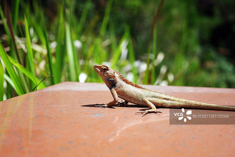 去达坦拉瀑布的路上偶遇的小蜥蜴图片素材