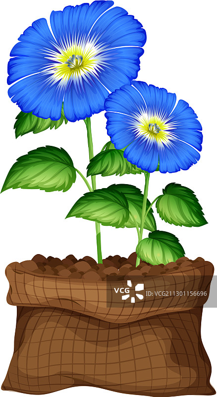 白色背景上的棕色纸袋牵牛花图片素材