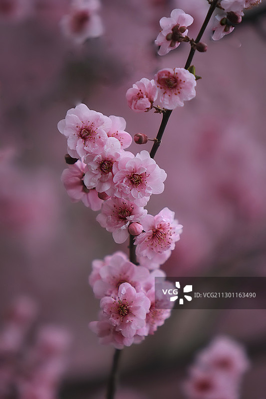 春天里盛开着的美人梅图片素材