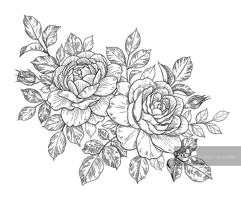 手绘花束玫瑰花蕾叶子图片素材