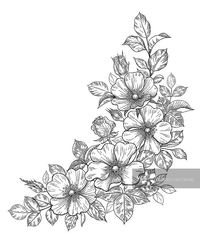 手绘狗蔷薇花束（含花朵和叶子）图片素材