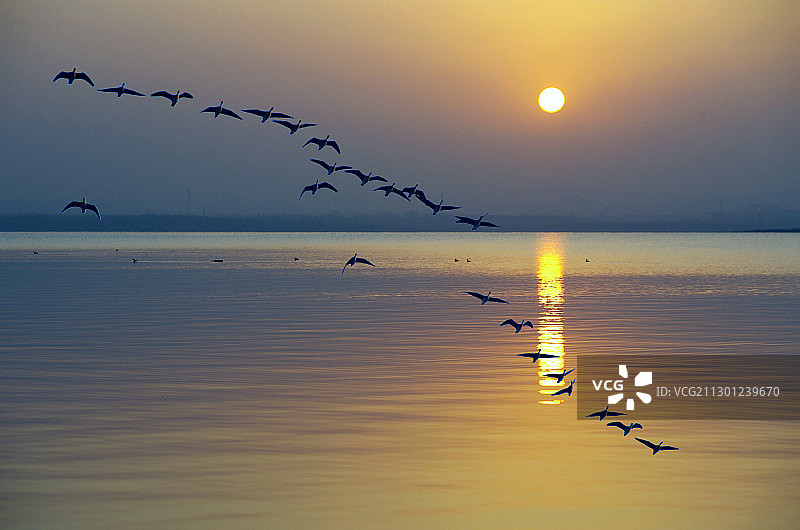 大雁迁徙飞翔图片素材