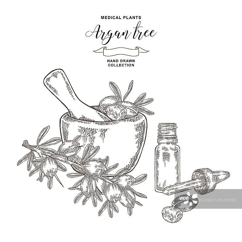 摩洛哥坚果树、坚果和树叶木板图片素材