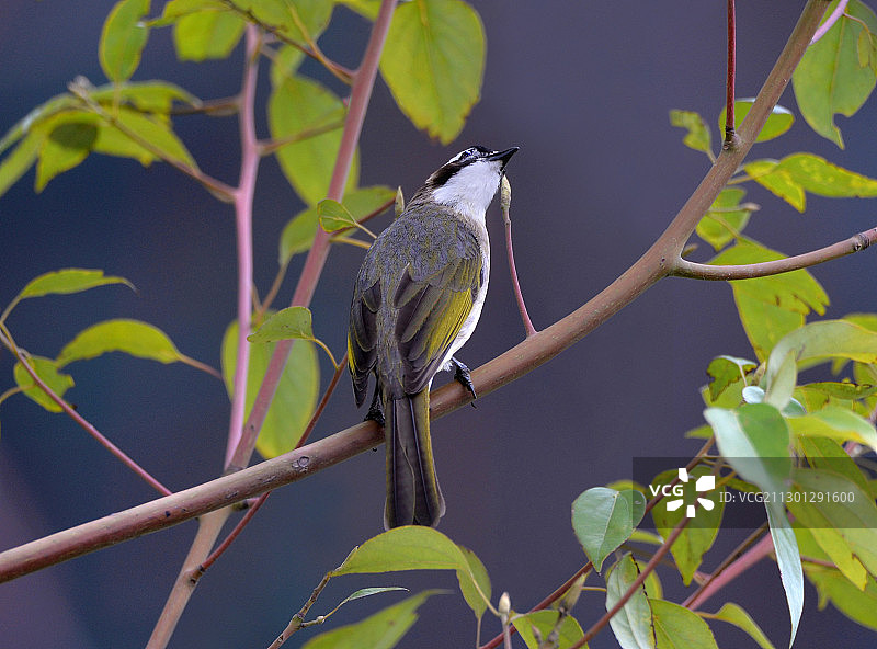 好奇向上仰望的白头鹎图片素材