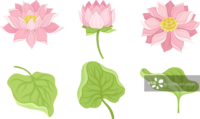 白色背景上孤立的睡莲花及其各部分图片素材