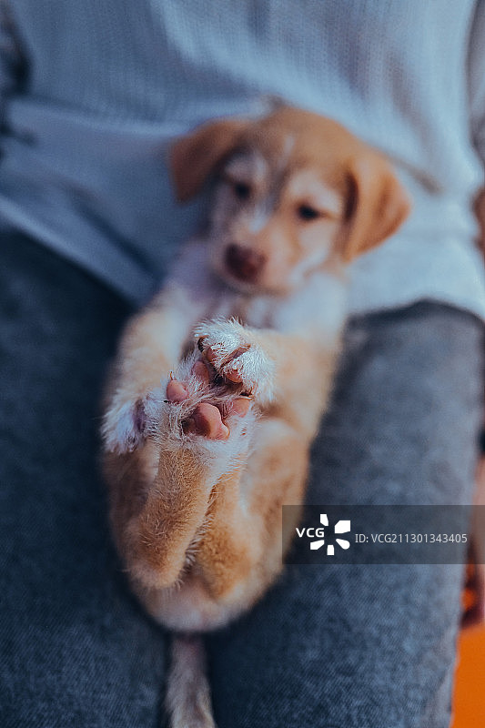 Doggie doing yogurt图片素材