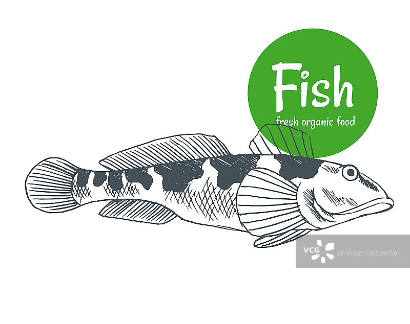 手绘鱼类和海鲜产品图片素材