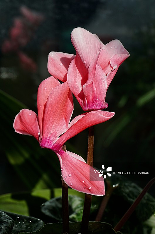 仙客来图片素材