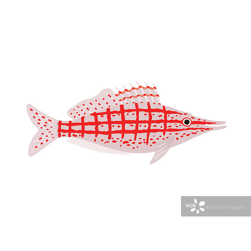 鹰状狐鲷海洋鱼类图片素材