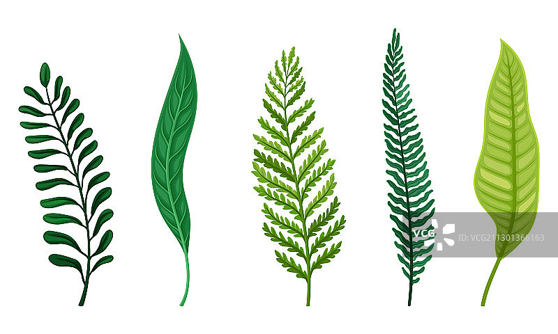 蕨类植物纤维状尖叶图片素材