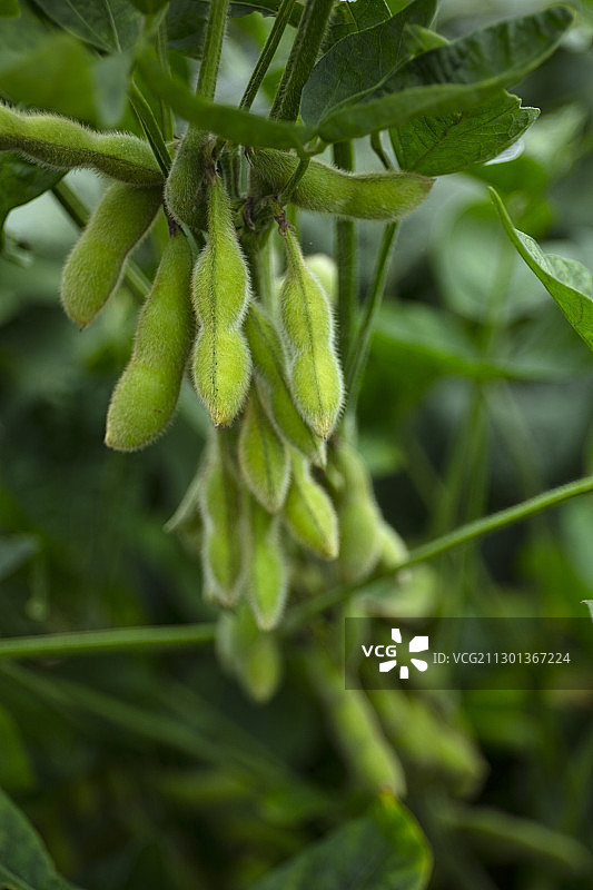 成熟的黄豆图片素材
