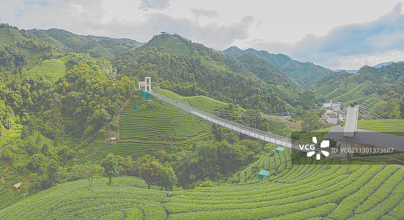 航拍贺州昭平南山茶海绿色茶园图片素材