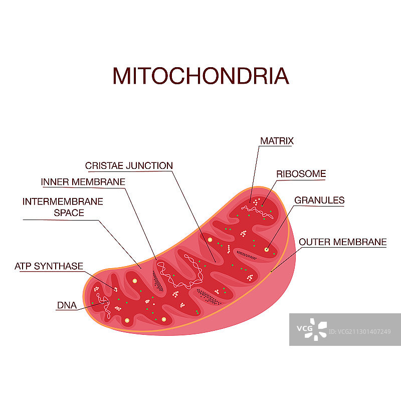 线粒体医学结构图图片素材