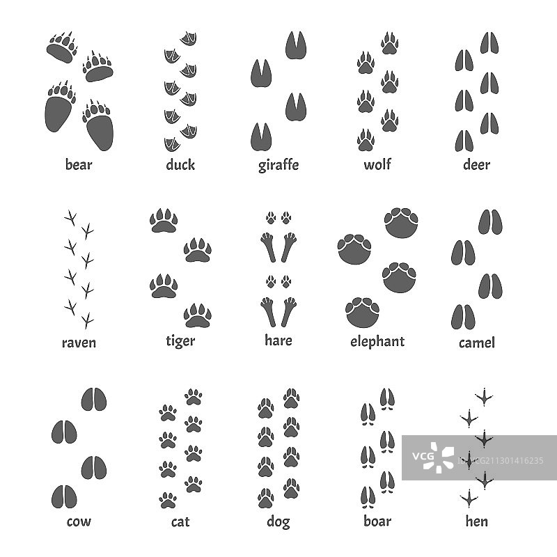 动物爪子的足迹图片素材
