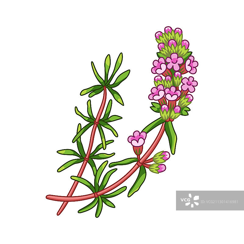 逼真的彩色百里香香料植物图片素材