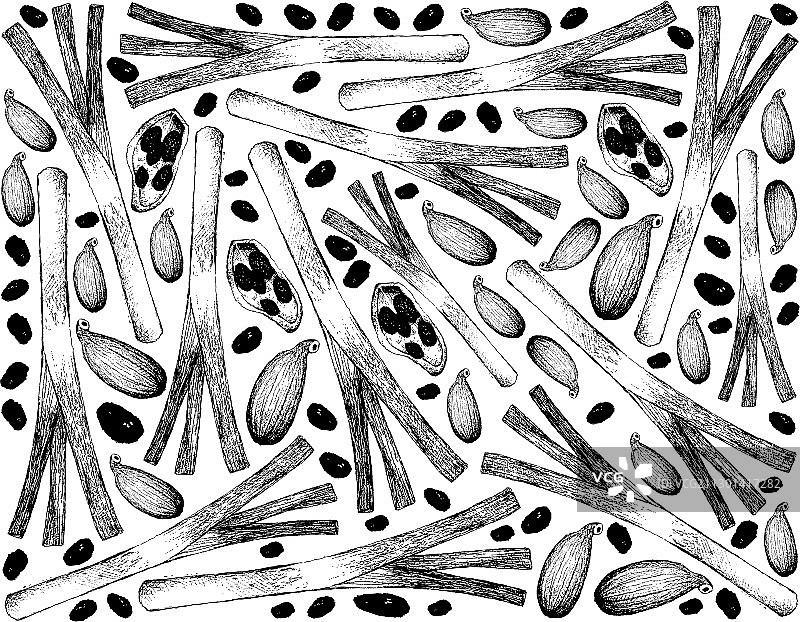 手绘葱和豆蔻图片素材