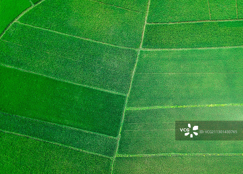 绿色夏季田野田地里航拍高视角水稻稻田植物生长农作物健康食品图片素材