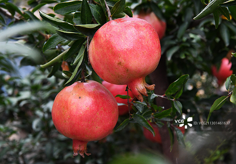 大红石榴图片素材