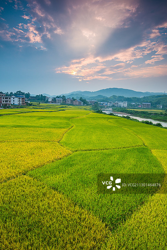 稻田日落图片素材