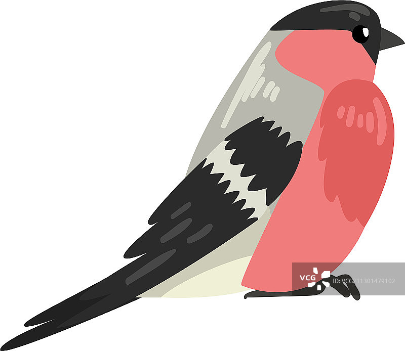 可爱的红腹灰雀冬季鸟类图片素材