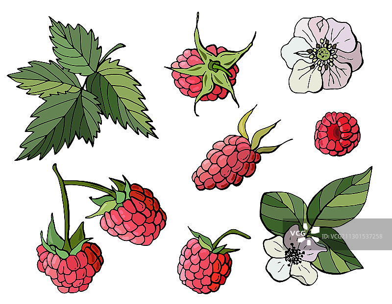 白色背景下的覆盆子图片素材