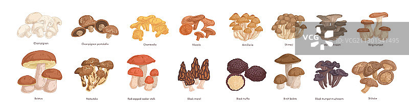 逼真彩色食用蘑菇图片素材