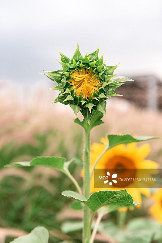 深圳欢乐田园向日葵图片素材