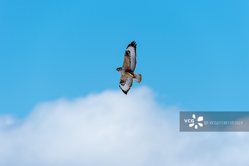 张开翅膀飞翔的雄鹰图片素材
