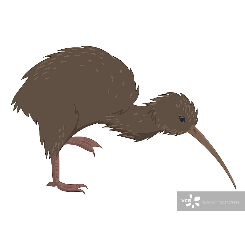 白色背景下的奇异鸟图片素材