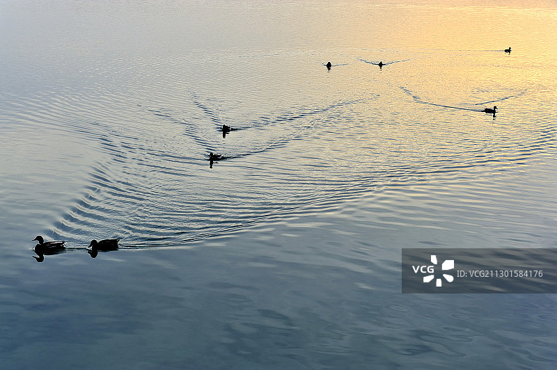 夕阳下水中游弋着的野鸭图片素材