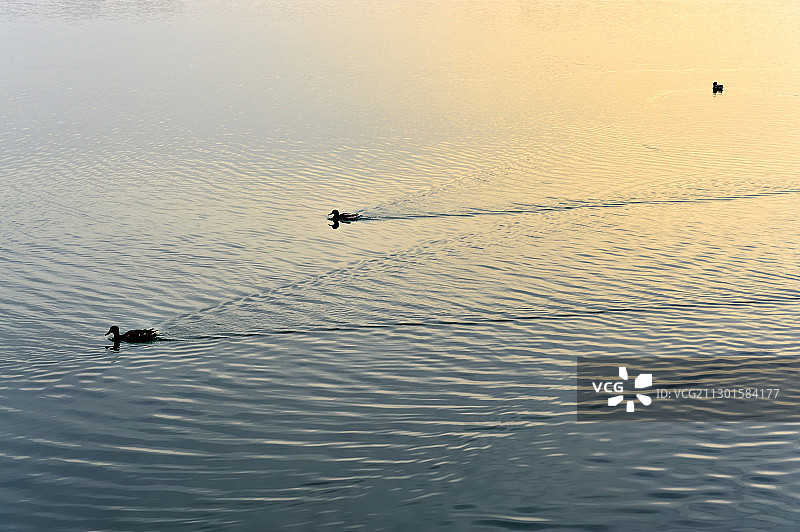 夕阳下水中游弋着的野鸭图片素材