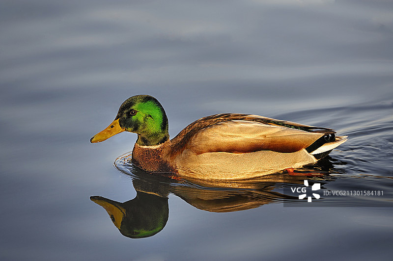 夕阳下水中游弋着的野鸭图片素材